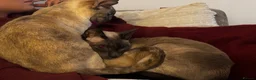 Siamese cats for sale: 2 Siamese older cats in Sheffield - Advert 2