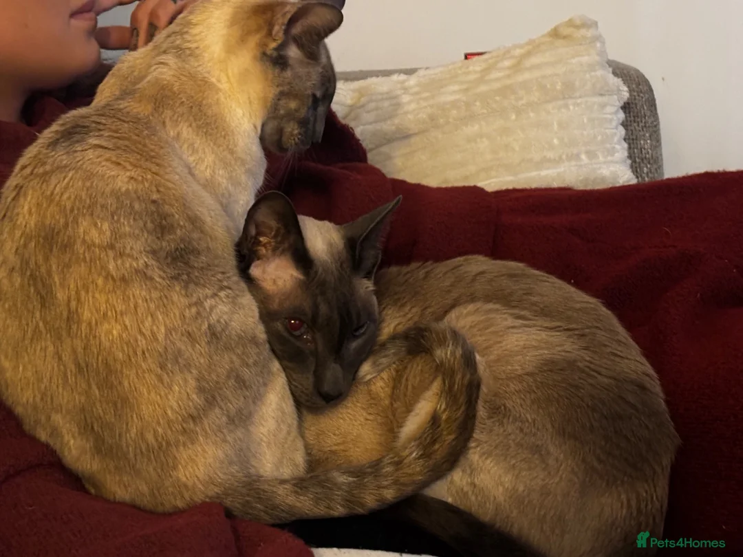 Siamese cats for sale: 2 Siamese older cats in Sheffield - Advert 2