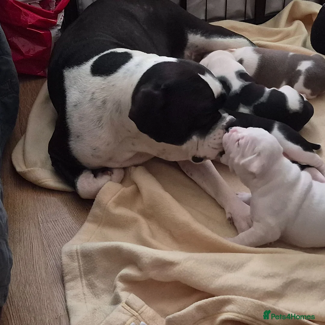 Dorset Olde Tyme Bulldogge dogs for sale: Dorset olde tyme bulldogs - Advert 14