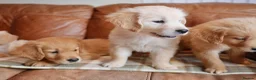 Golden Retriever dogs for sale: Quality Health Tested Golden Retriever Puppies - Advert 9