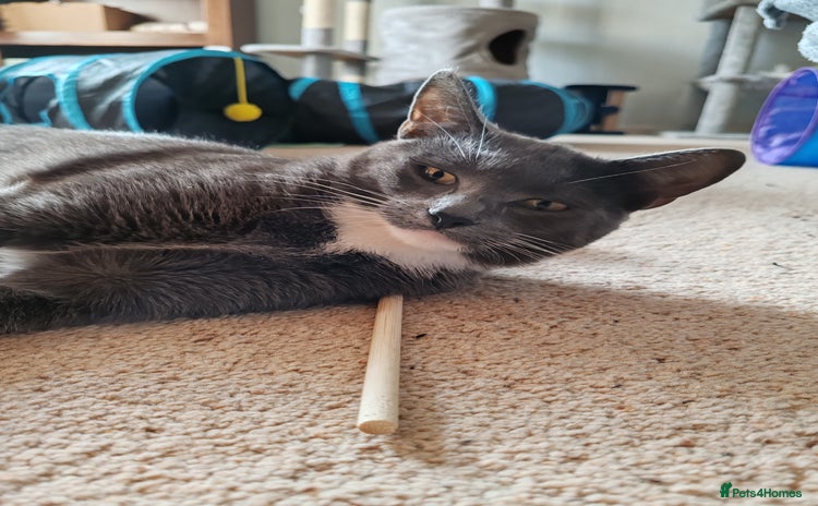 Mixed Breed cats Grey tuxedo 11 month female kitten for sale - Advert 2