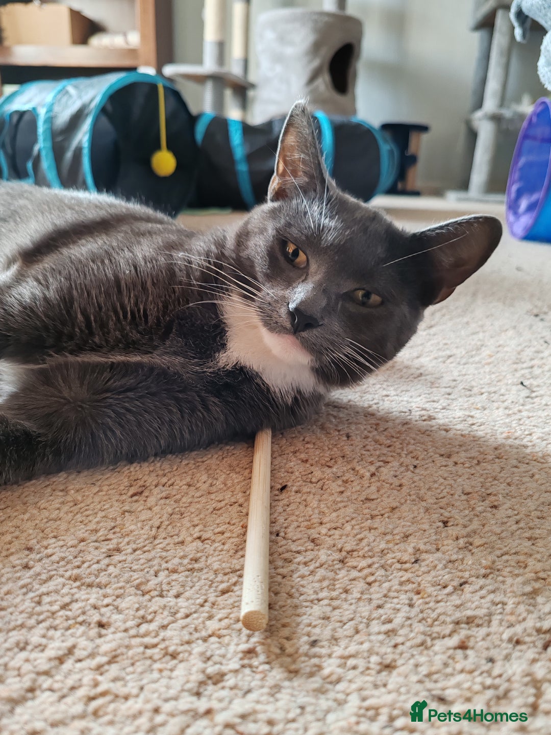 Mixed Breed cats for sale: Grey tuxedo 1 year old female kitten for sale - Advert 2