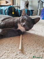 Mixed Breed cats - Advert 8