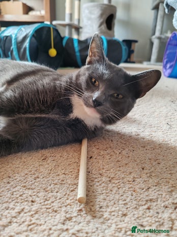 Mixed Breed cats Grey tuxedo 11 month female kitten for sale - Advert 3