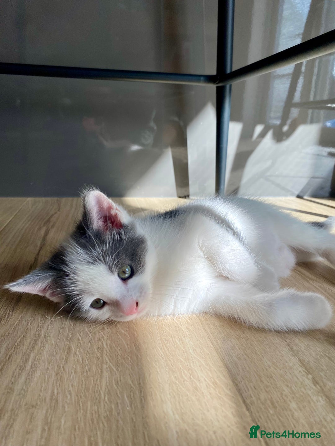 Mixed Breed cats for sale: 2 kittens, boys - Image 5