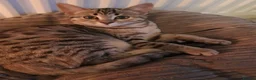 Mixed Breed cats for sale: Mixed Breed, Mother Bengal Tabby Cross  in Ipswich - Advert 2