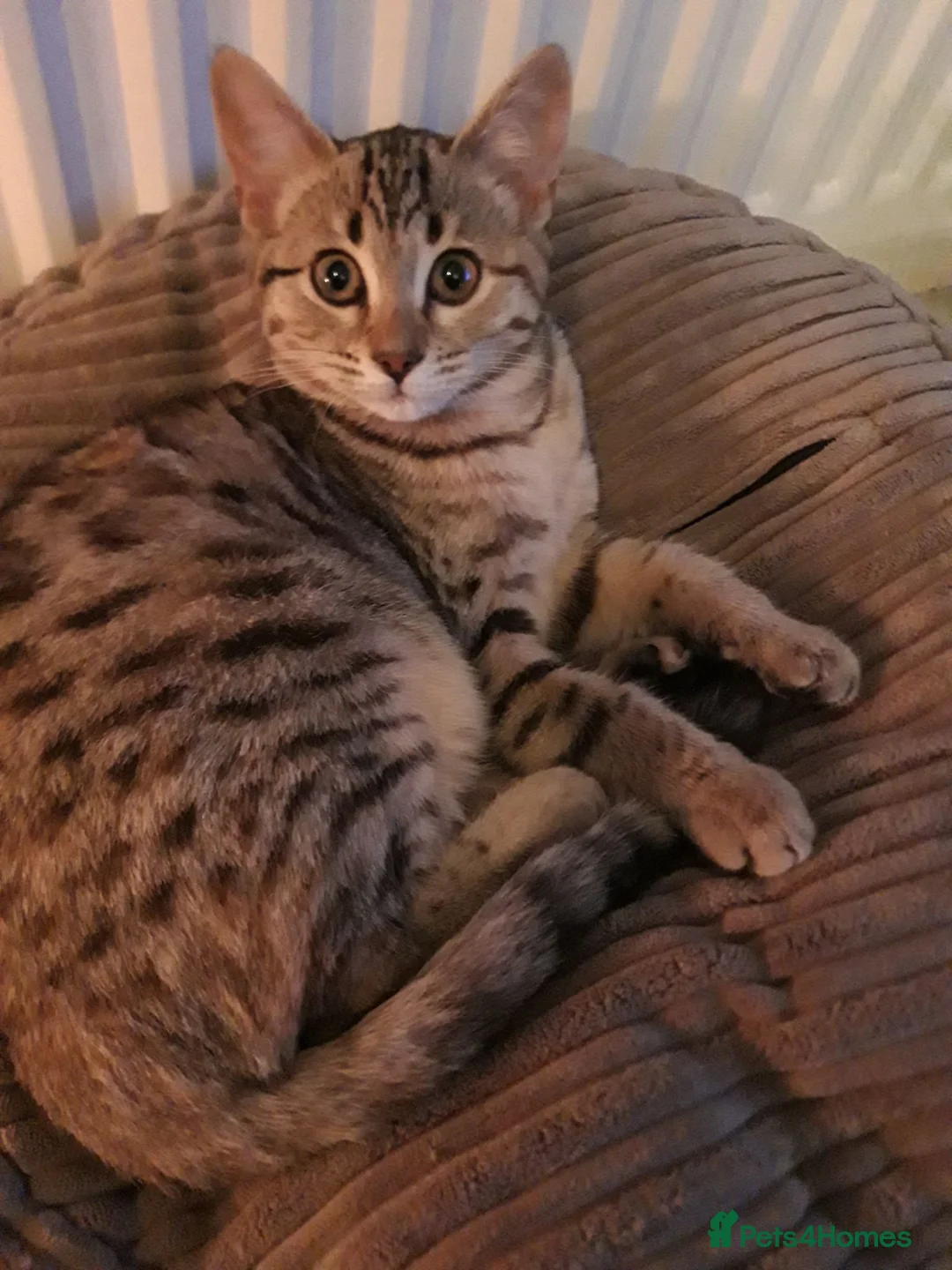 Mixed Breed cats for sale: Mixed Breed, Mother Bengal Tabby Cross  in Ipswich - Advert 2