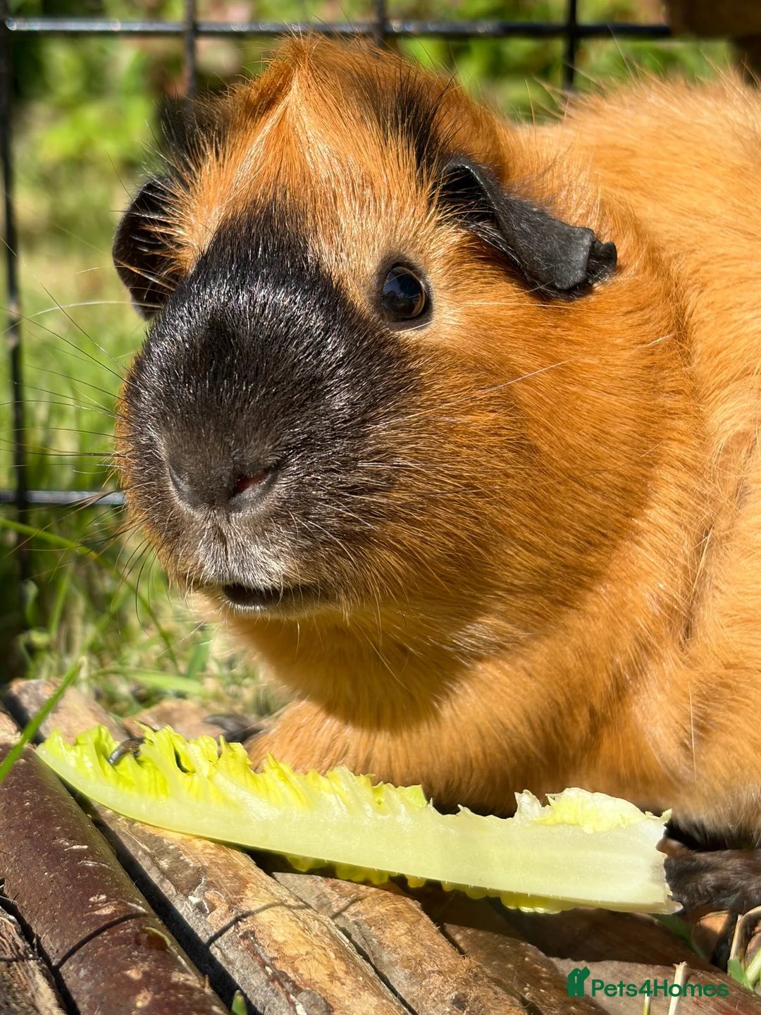 Guinea Pig rodents for sale: Single cali male guinea pig for sale  in Fleetwood - Advert 2