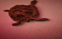 Tortoise reptiles for sale: 17 yr old male horsfield tortoise  - Image 2