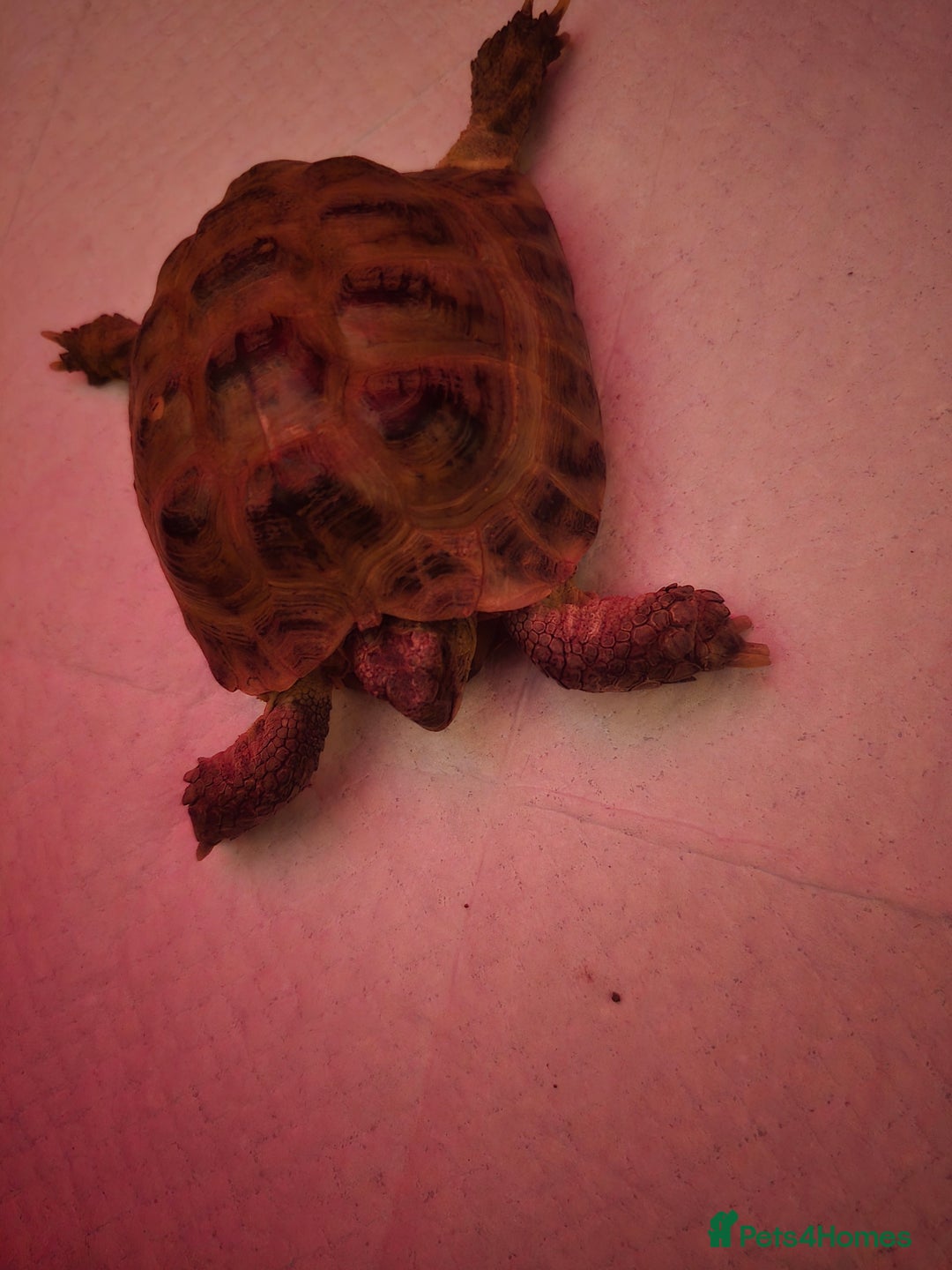 Tortoise reptiles for sale: 17 yr old male horsfield tortoise  - Image 2