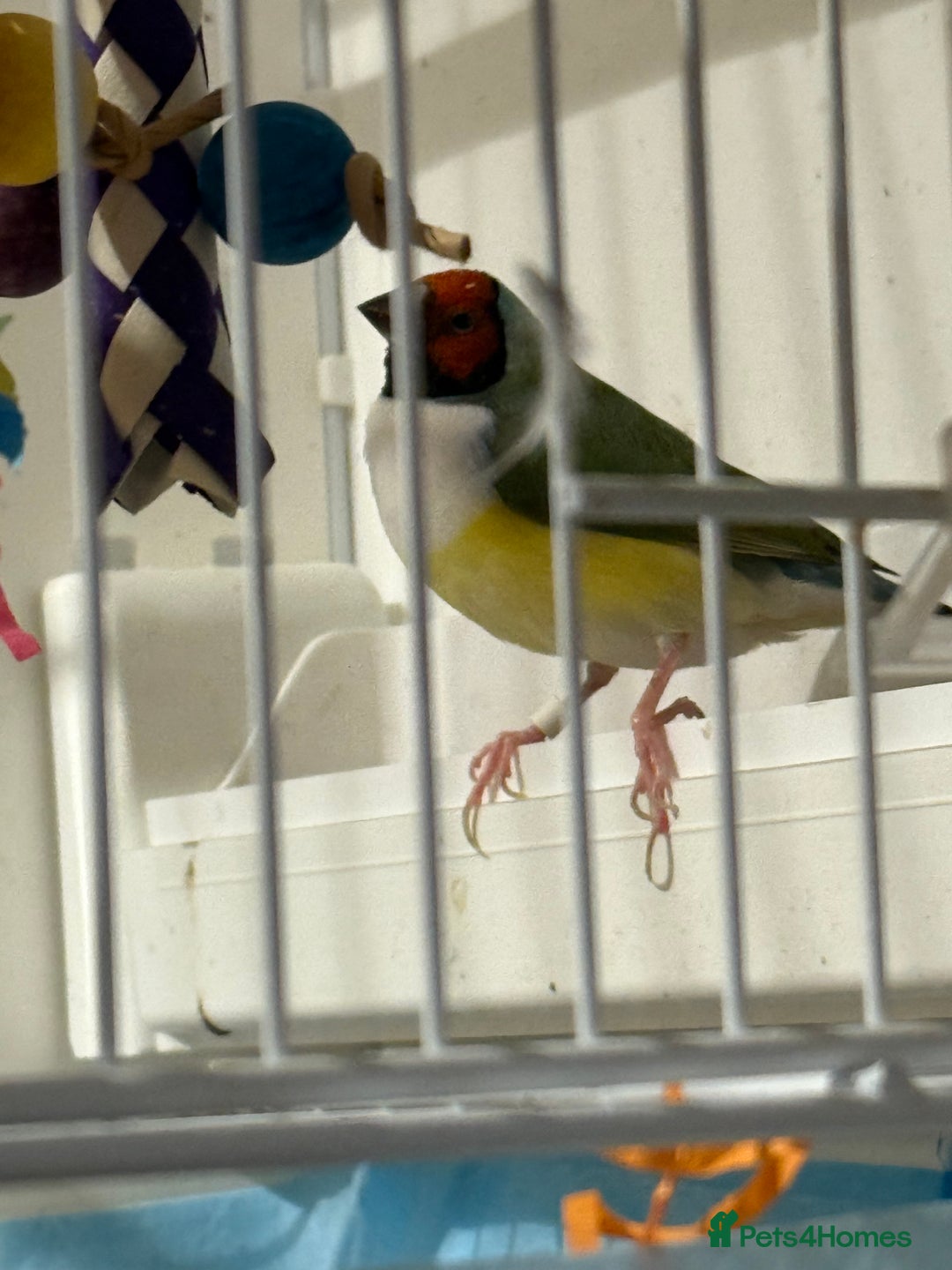 Finches birds for sale: gouildan finches available Runcorn  - Advert 12