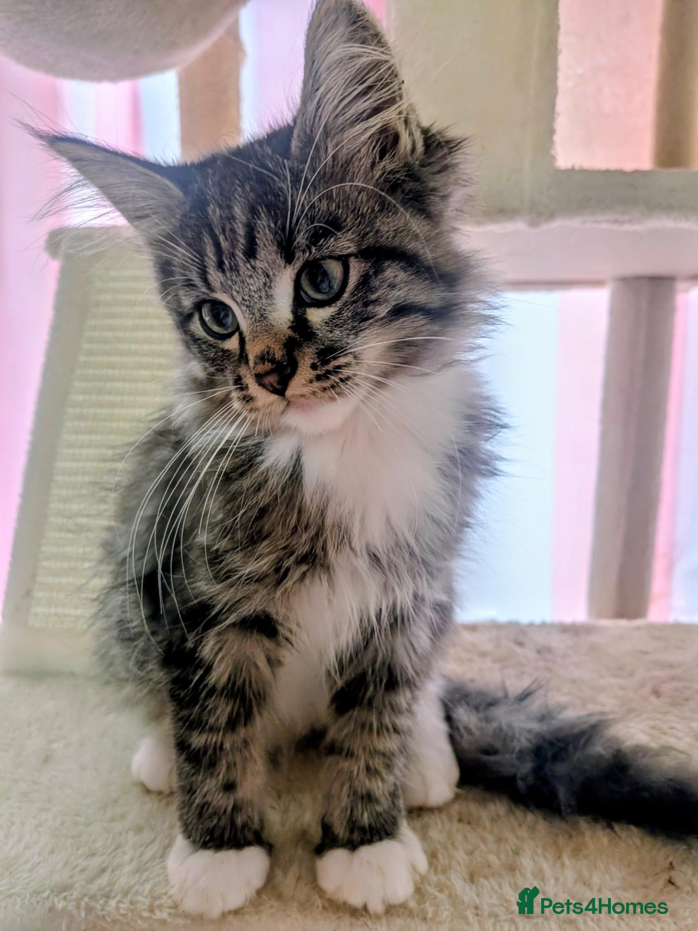 Maine Coon cats for sale: Mainecoon x Ragdoll kittens,read full description  - Advert 18