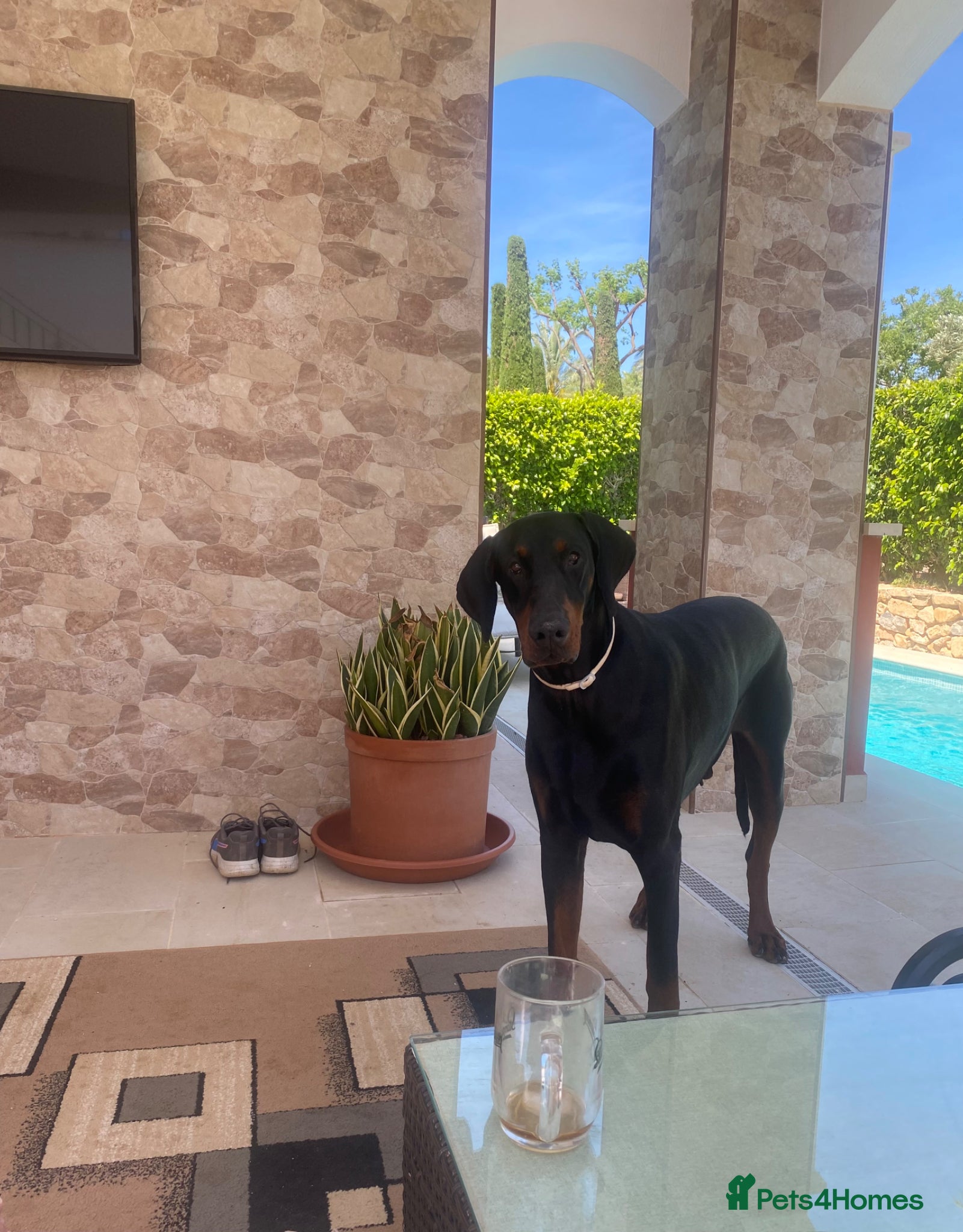 Dobermann dogs 5 year Old Male - Advert 3