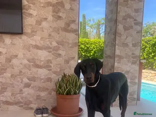 Dobermann dogs 5 year Old Male - Advert 3