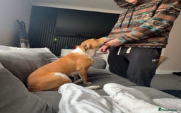 Mixed Breed dogs for sale: 19 month old Staffy X beagle X border collie  - Image 2
