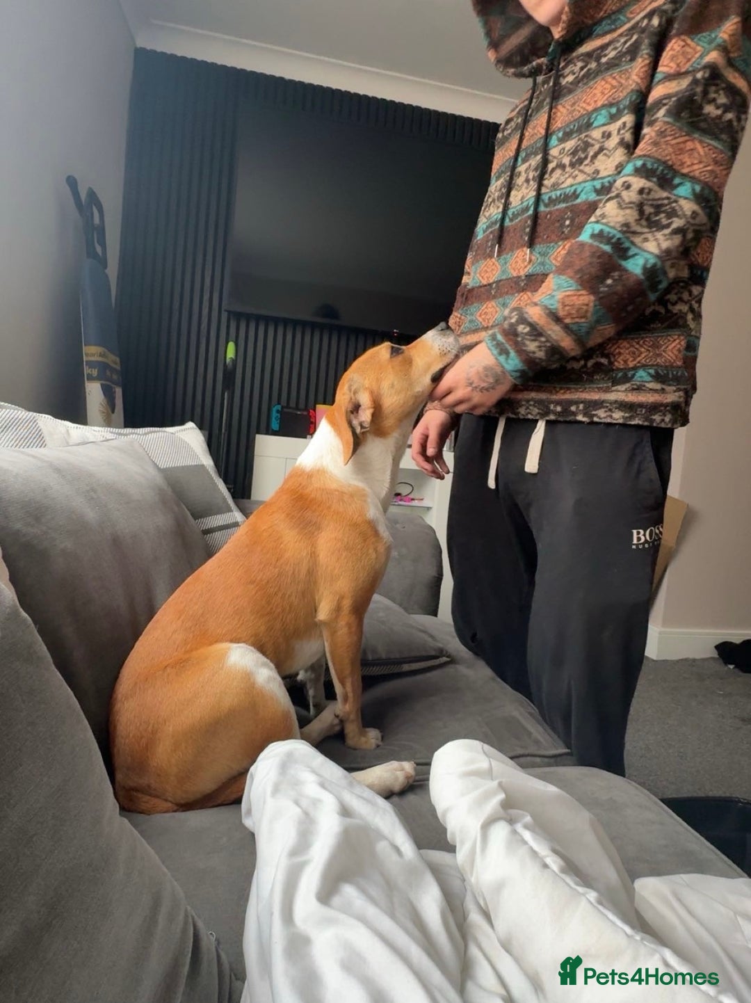 Mixed Breed dogs for sale: 19 month old Staffy X beagle X border collie  - Image 2
