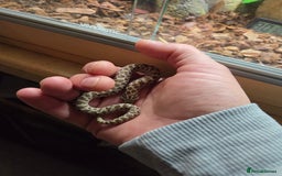 Snake reptiles for sale: Hognose female  - Image 3