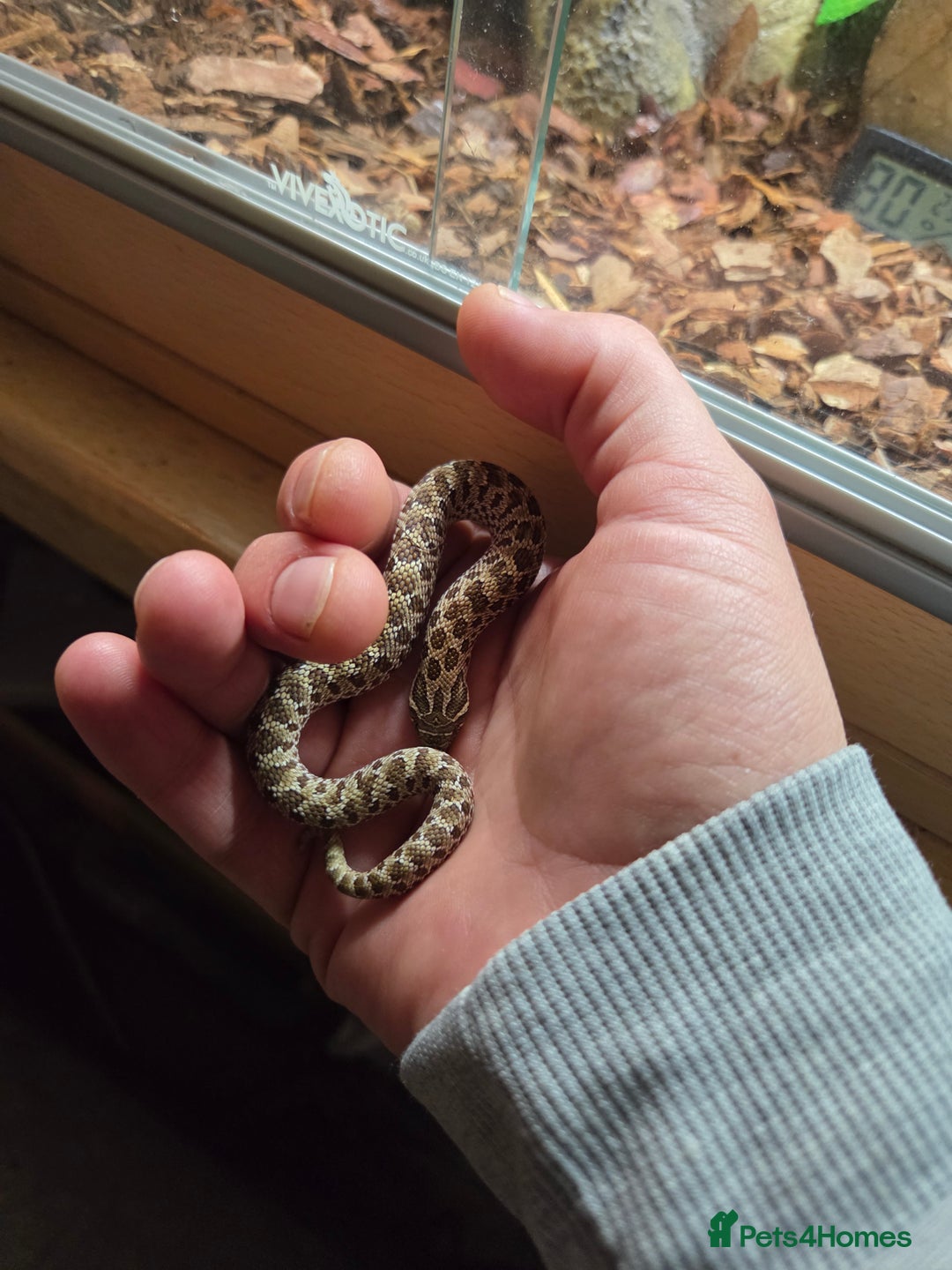 Snake reptiles for sale: Hognose female  - Image 3