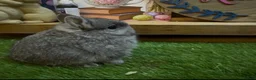 Netherland Dwarf rabbits for sale: PedigreeNetherland dwarfs and Mini Lops available - Advert 9
