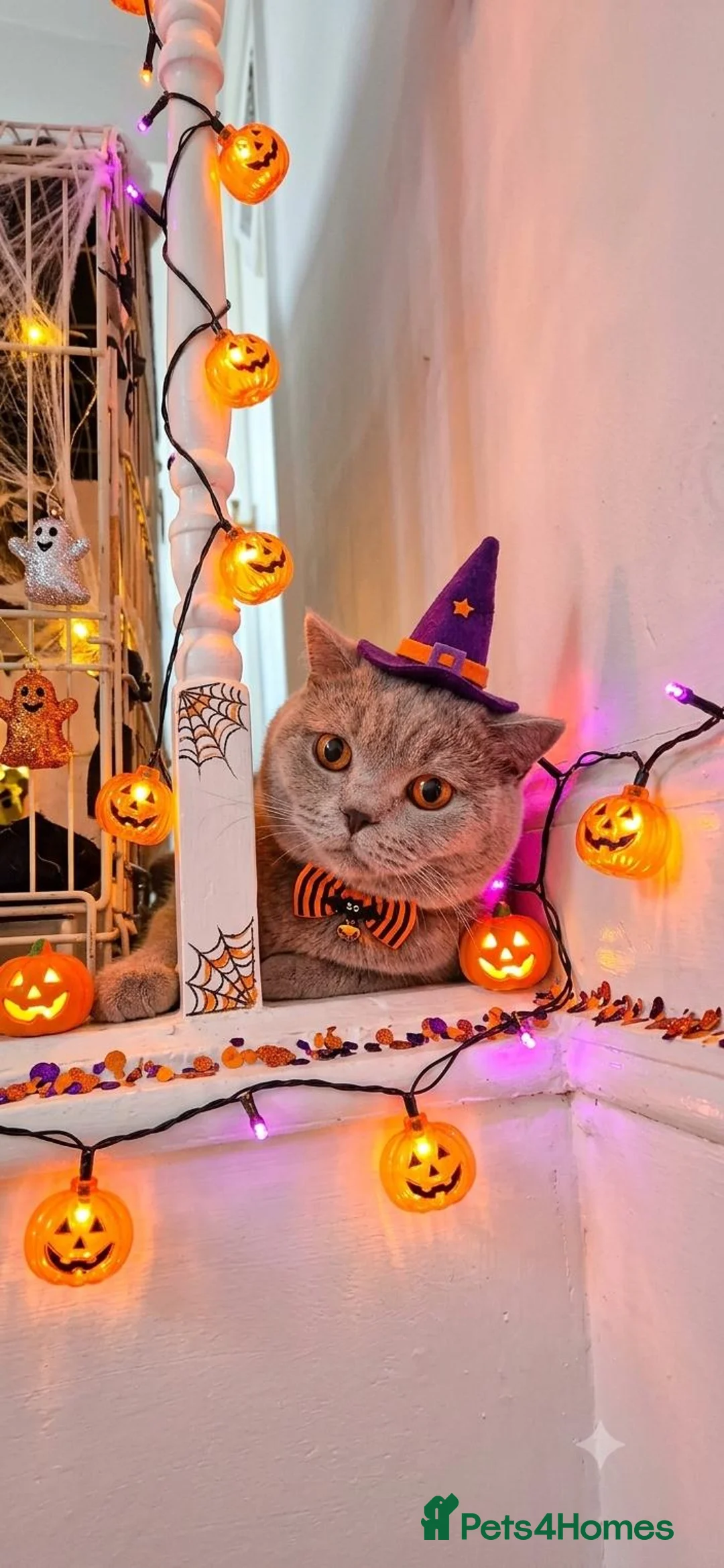 Brazilian Shorthair cats for sale: Pedigree British Shorthair kittens for sale  - Advert 2
