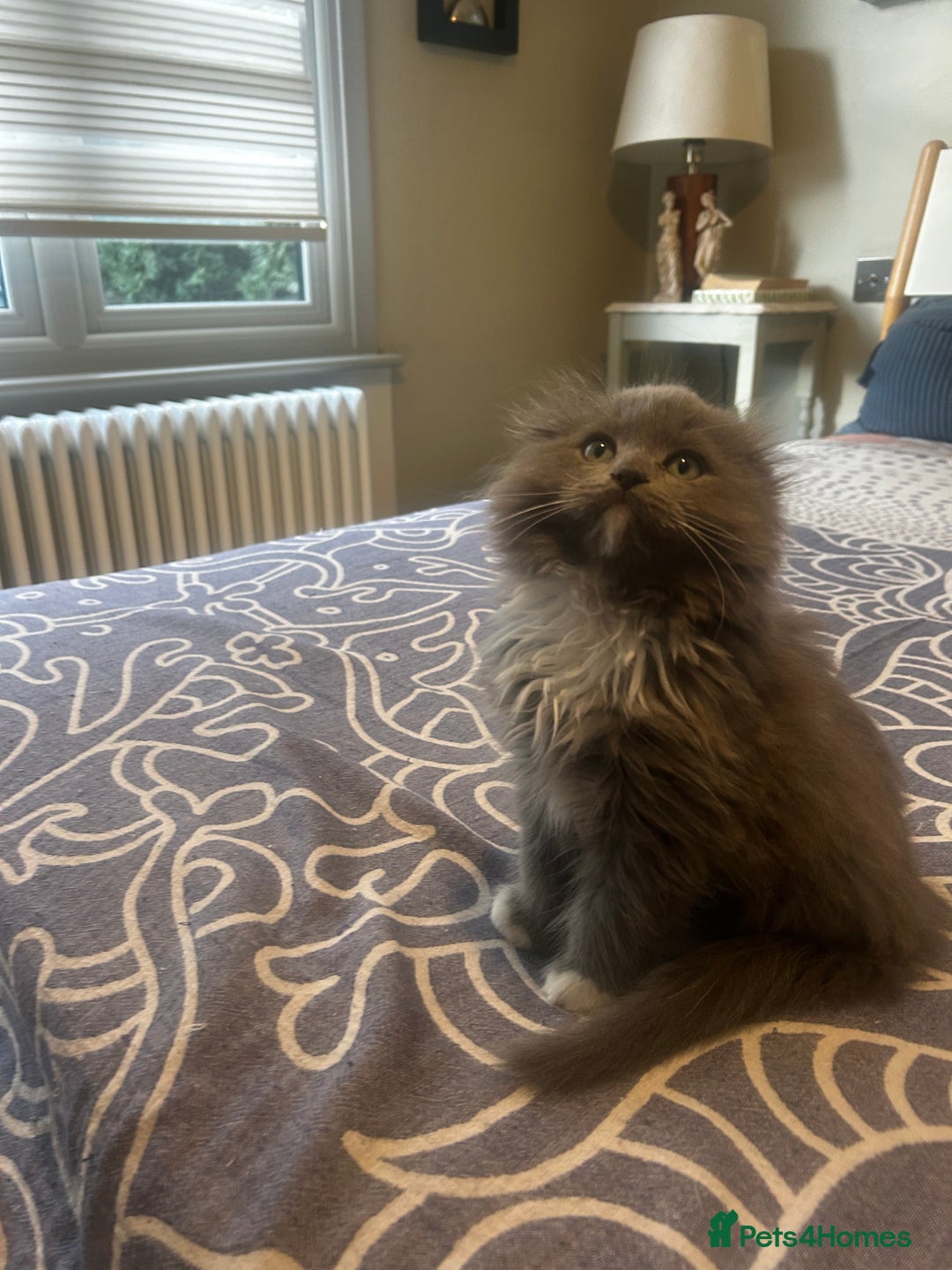 Ragdoll cats for sale: 12 weeks Ragdoll male kitten  - Advert 2