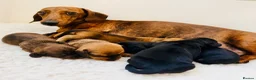 Miniature Dachshund dogs for sale: Show quality PRA CLEAR mini dachshunds  - Advert 5