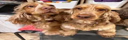 Cocker Spaniel dogs for sale: KC Show Cocker Spaniels - sable - Advert 4