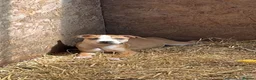 Staffordshire Bull Terrier dogs for sale: Staffordshire bull terrier puppies  - Advert 2