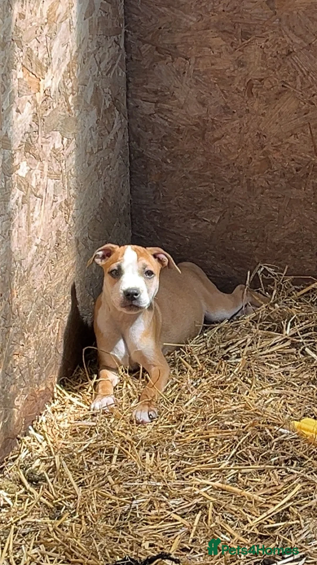 Staffordshire Bull Terrier dogs for sale: Staffordshire bull terrier puppies  - Advert 2