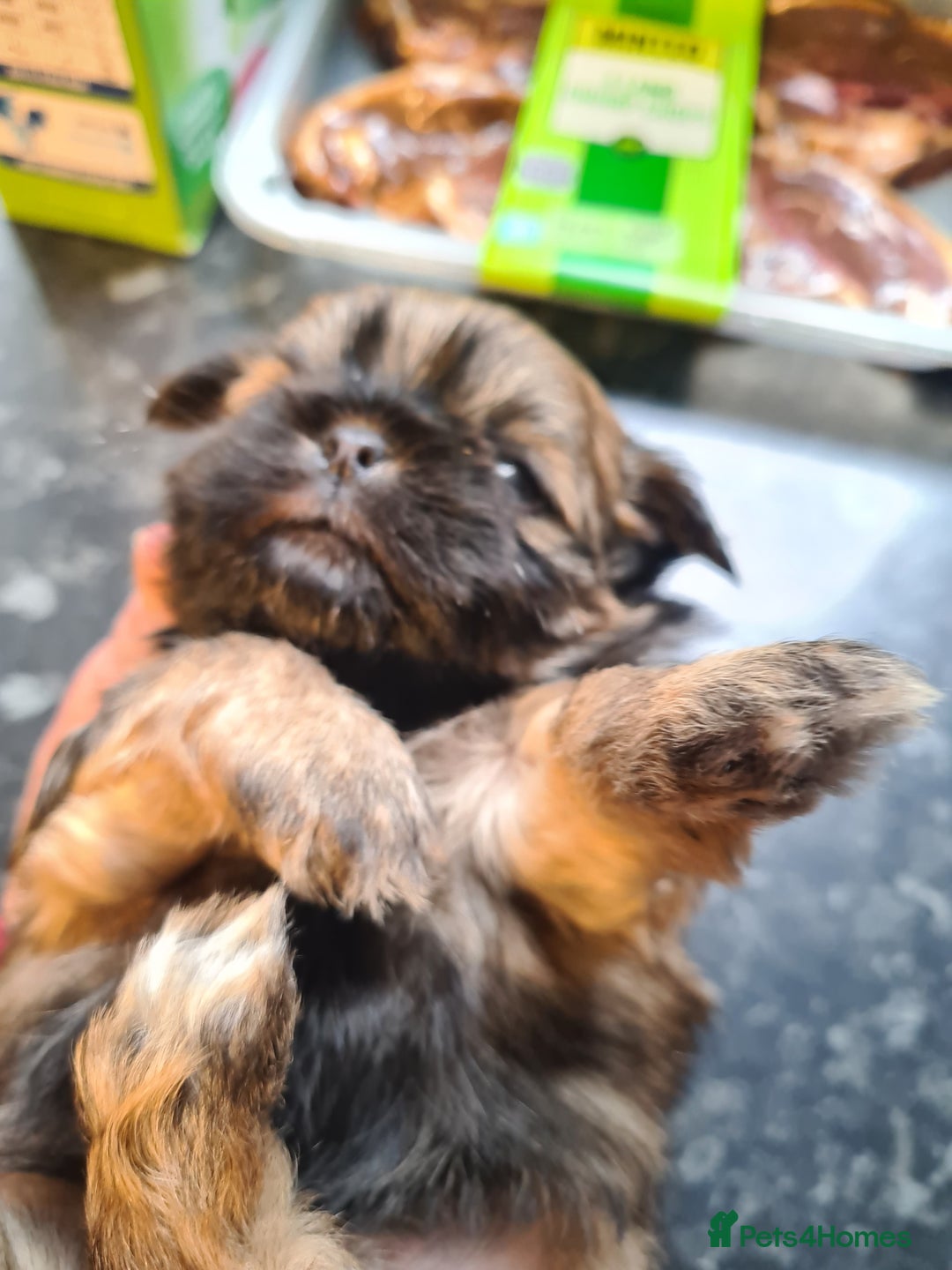 Shih Tzu dogs for sale: Shih tzu puppies - Image 2