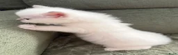 Ragdoll cats for sale: Pure breed ragdolls in Colchester - Advert 8
