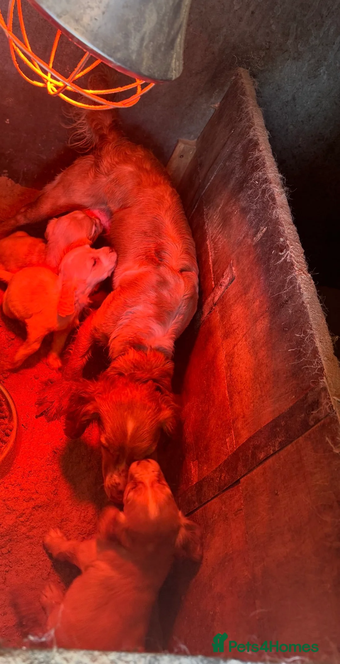 Cocker Spaniel dogs for sale: Working cocker spaniels - Advert 2