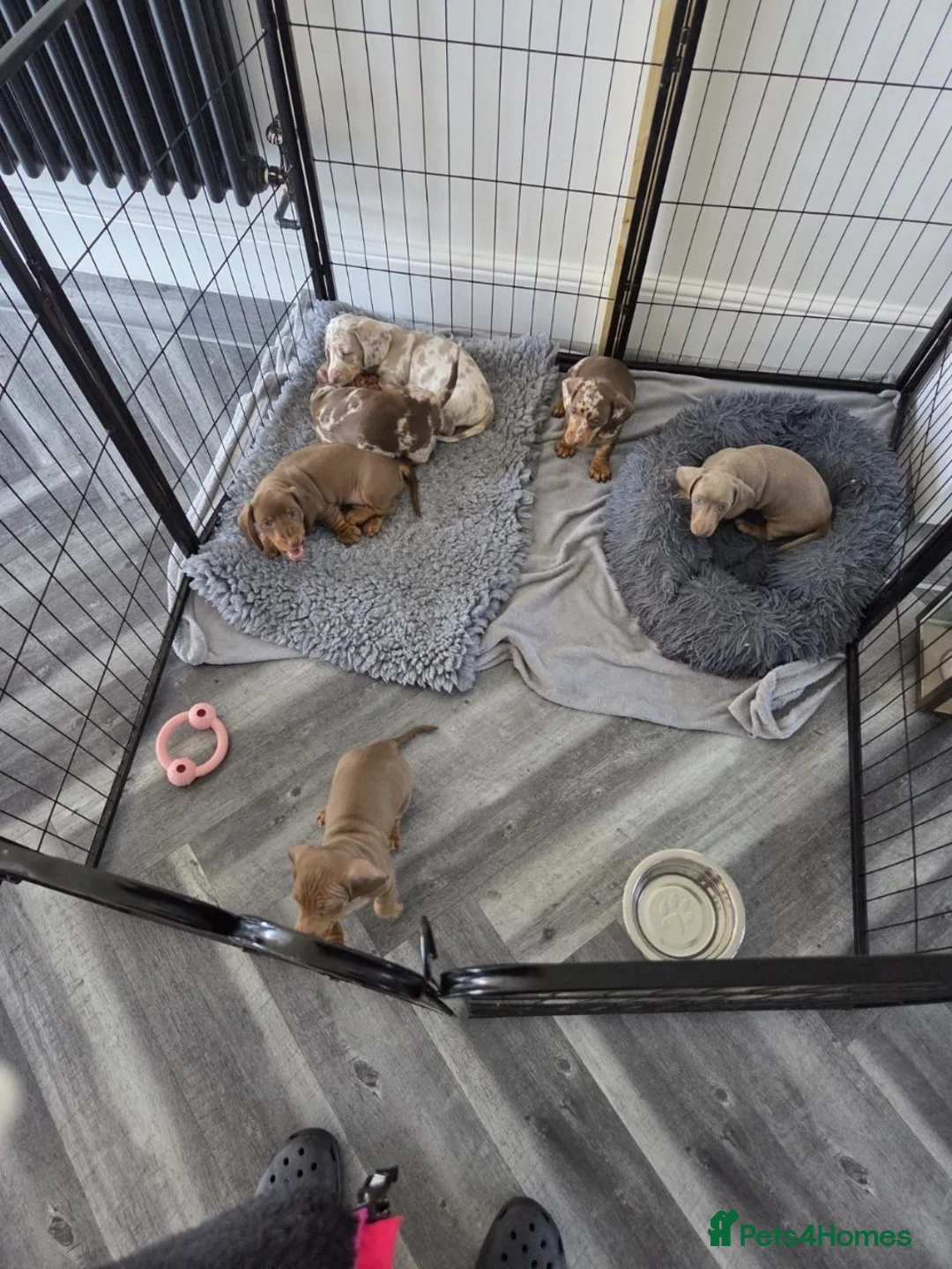 Miniature Dachshund dogs for sale: Beautiful Miniature Dachshund Puppies  in Bridgwater - Advert 9