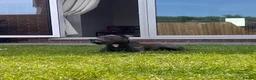 Staffordshire Bull Terrier dogs for stud: Trigger  in Wigan - Advert 8