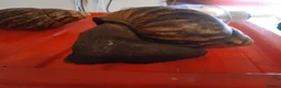 Snails invertebrates for sale: XL Giant African Land Snails in Bristol - Advert 3