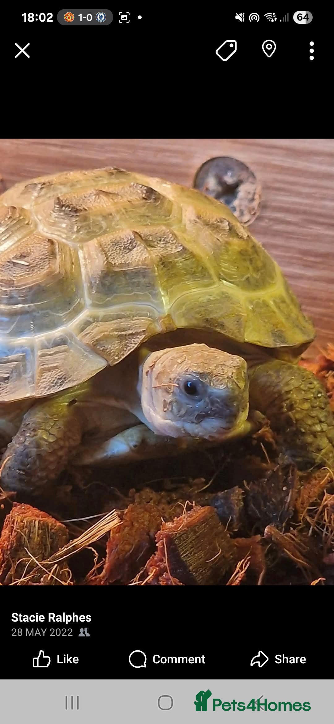 Hermann Tortoise reptiles for sale: Herman's Tortoise Tank - Image 1