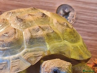 Hermann Tortoise reptiles - Advert 19