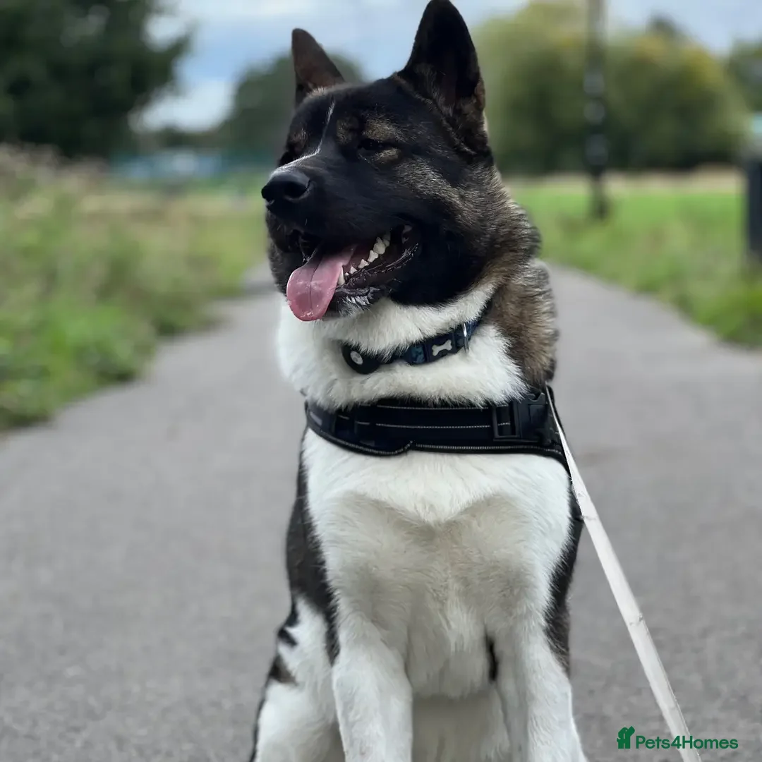 Akita dogs for sale: Gorgeous Akita puppy  - Image 6