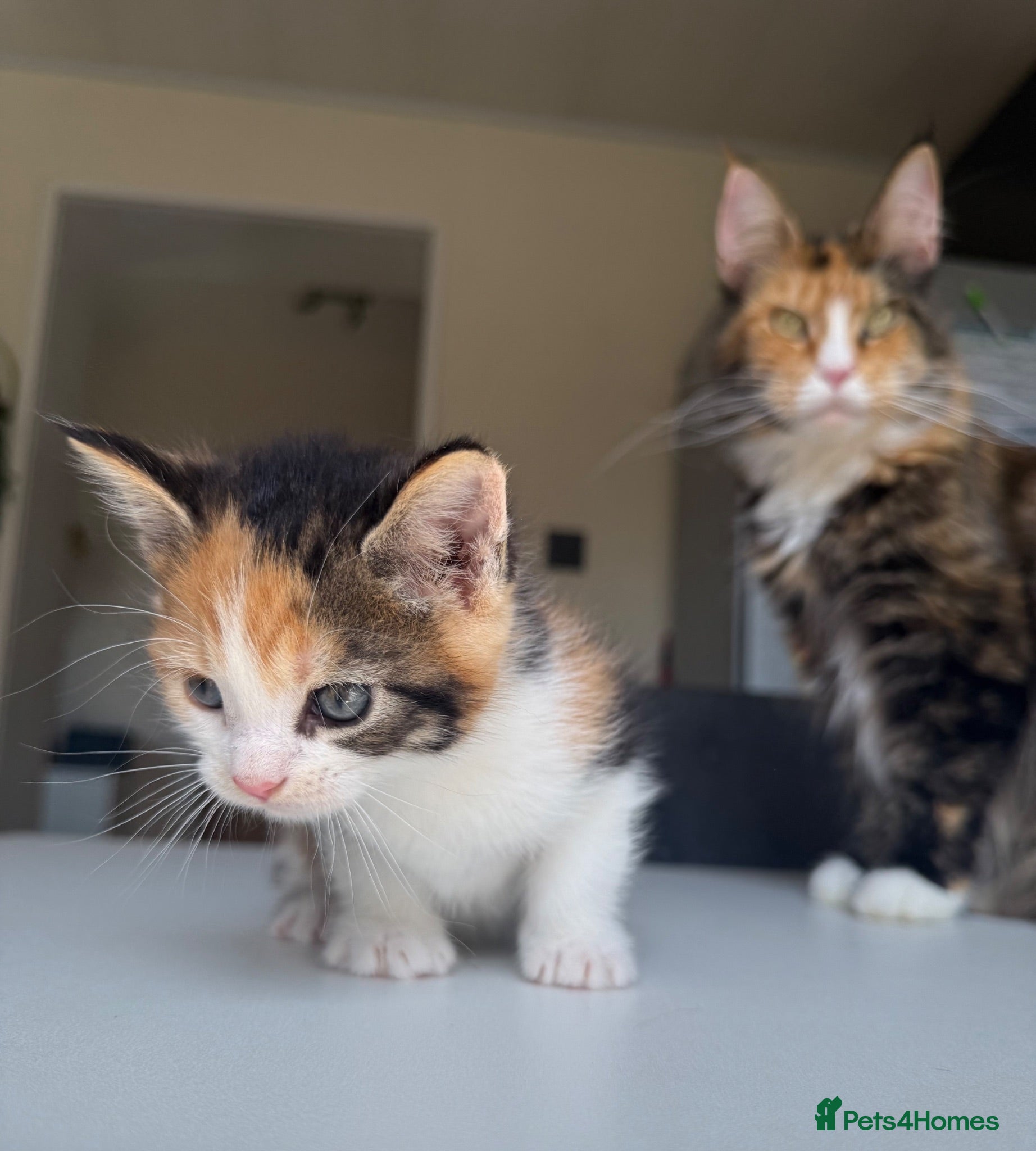 Maine Coon cats TORTOISESHELL MAINE COON X KITTENS - Advert 7