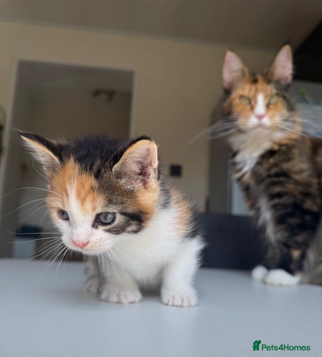 Maine Coon cats for sale: TORTOISESHELL MAINE COON X KITTENS - Advert 2