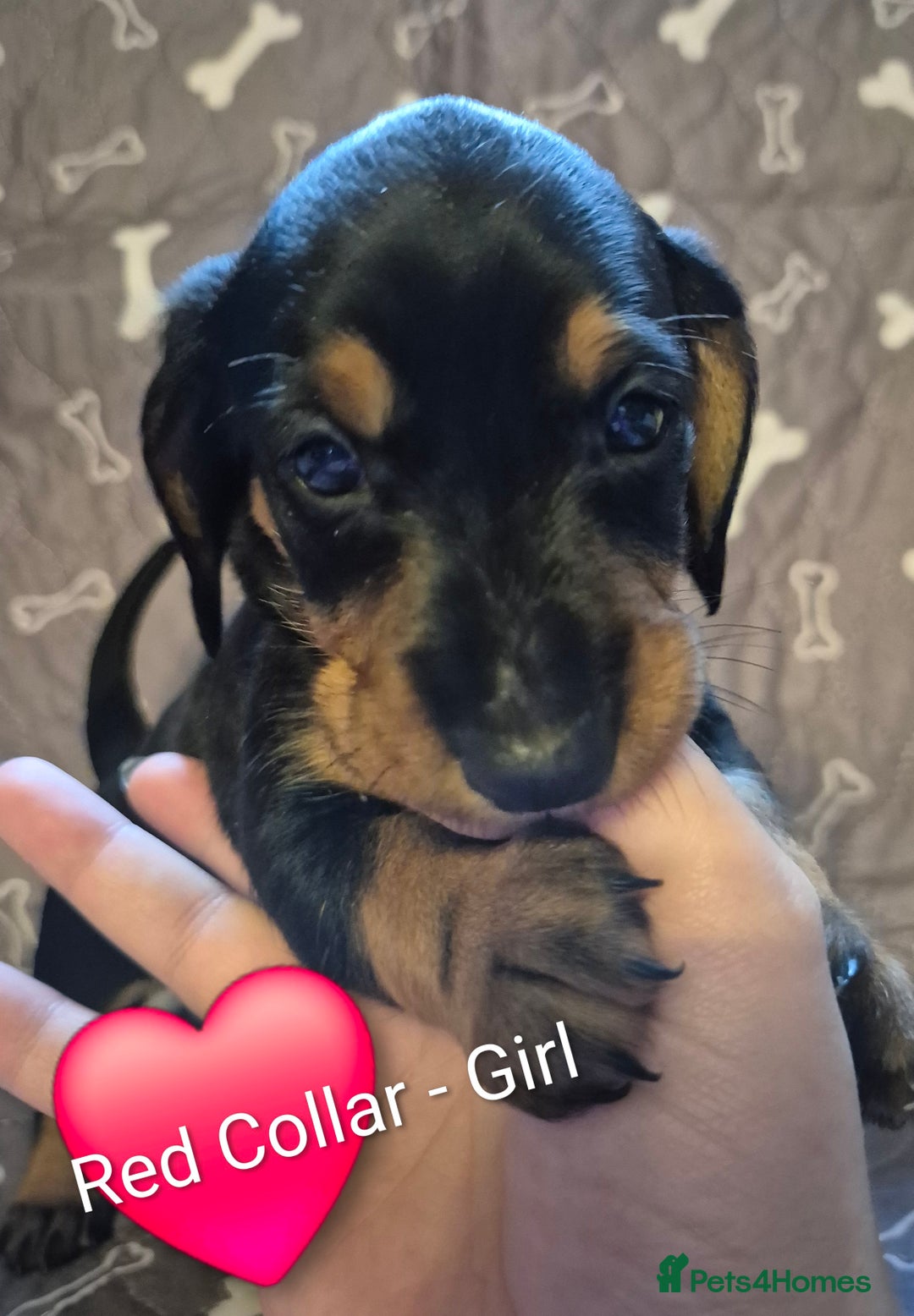 Dachshund dogs for sale: Standard Dachshund Puppies - Advert 4