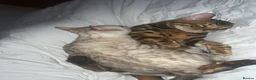Bengal cats for sale: Snow Lynx Bengal - Advert 4