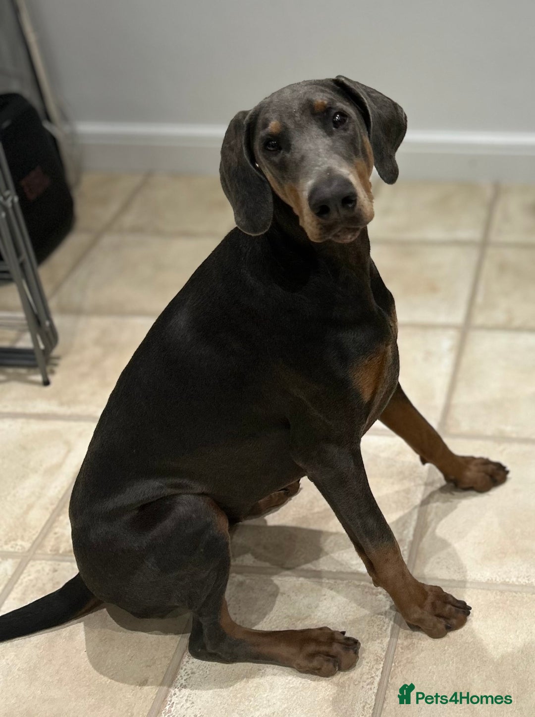 Dobermann dogs for sale: KC Registered Female Blue Doberman  - Advert 3