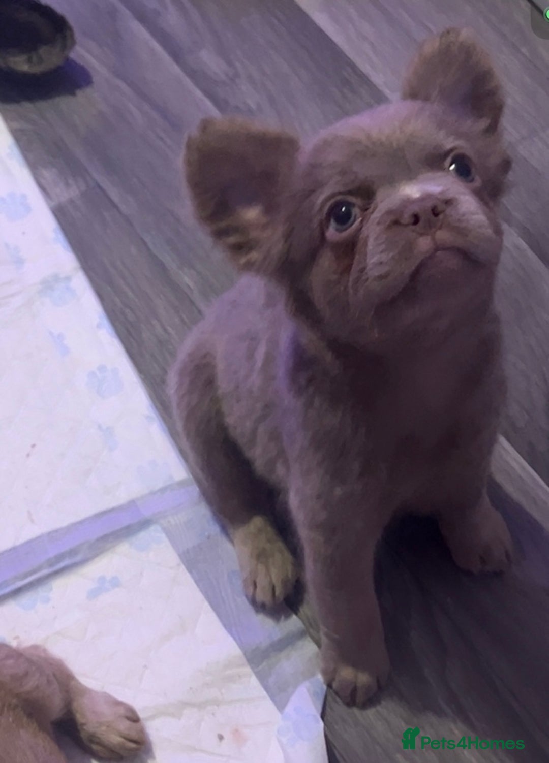 French Bulldog dogs for sale: FRENCH BULLDOGS LOOKING FOR FOREVER 5* HOMES!!! - Advert 5