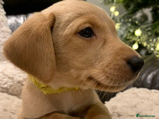 Labrador Retriever dogs KC registered Labrador puppies for loving homes - Advert 11