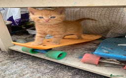 Mixed Breed cats for sale: 3 Fluffy kittens for sale 🥰 - Image 1