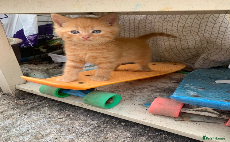 Mixed Breed cats - Advert 7