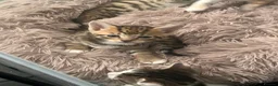 Mixed Breed cats for sale: 2 kittens - 1 boy, 1 girl in Swadlincote - Advert 7