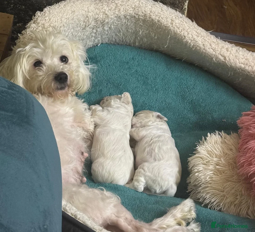 Bichon Frise dogs for sale: Male Bichon Frise puppy for sale - Advert 5