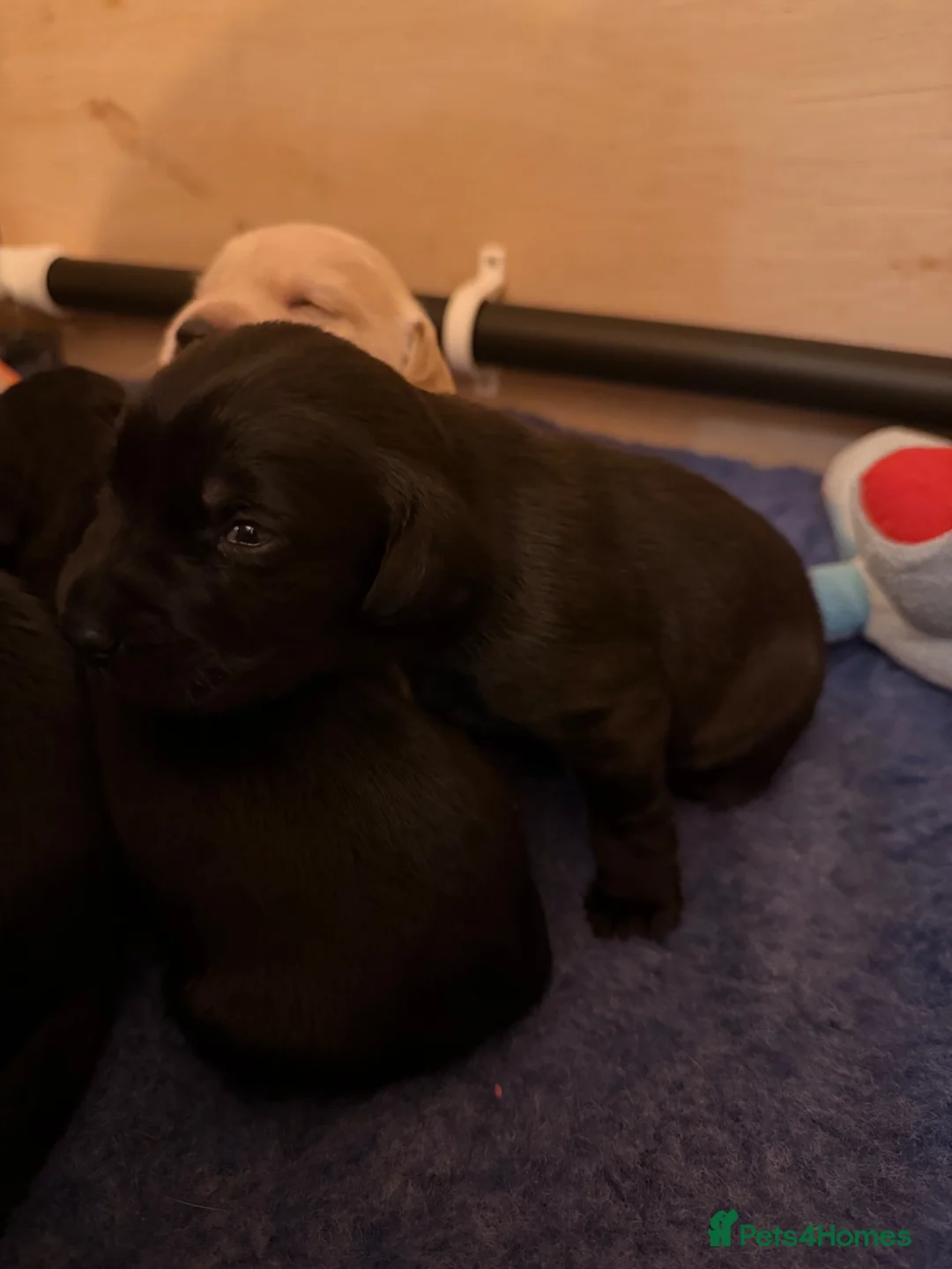 Cockerdor dogs for sale: Cockador Puppies 🐾 - Advert 2